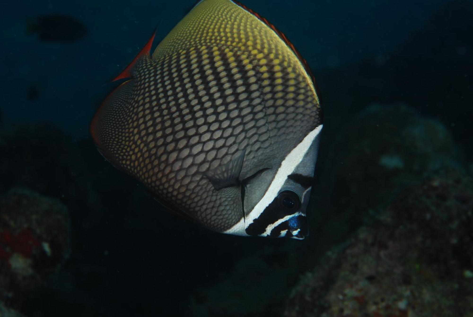Annama Lodge And Dive Hoarafushi Exterior foto