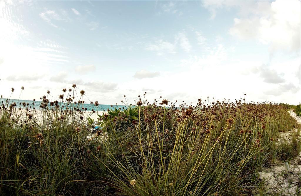 Annama Lodge And Dive Hoarafushi Exterior foto